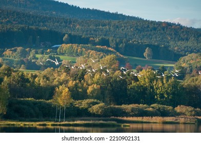 A Flock Of Wild Geese On The Background Of A Forest And A Lake.