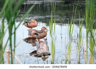 Flock Of Wild Mallard Ducks Sit On Log Floating In The Lake Water Among The Reeds