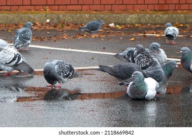 A Flock Of Wild Pigeons Prune Their Feathers, Relax, And Roam Around A Space Marked By White Painted Lines In A Paved Car Park, On A Wet, Cloudy, Autumn Day.