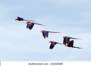flock of wild scarlet macaws on tree, carate, corcovado national park, puntarenas, costa rica near panama
