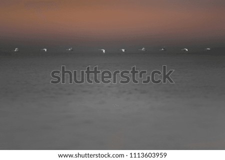 Similar – seagulls at sunset in the mudflats.