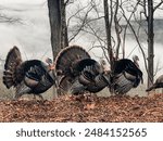 Flock of Wild Turkeys Displaying and Strutting in the Fog of the Clouds in the Mountains