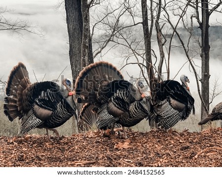 Similar – Image, Stock Photo Trees and struts