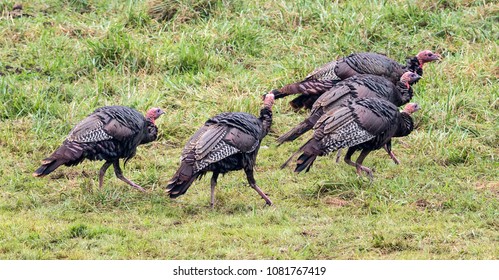 WILD TURKEY GOBBLER HUNTING HUNTER WESTERN BELT BUCKLE