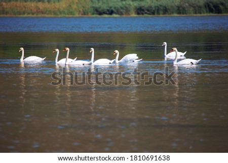 flock of wild and white swans