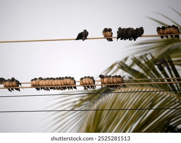 Flock of woodswallow resting on utility wires against a cloudy sky in a tropical setting during early evening hours. - Powered by Shutterstock