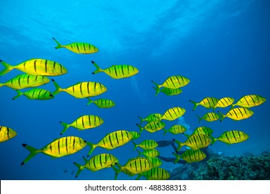 Yellow Fish Images Stock Photos Vectors Shutterstock