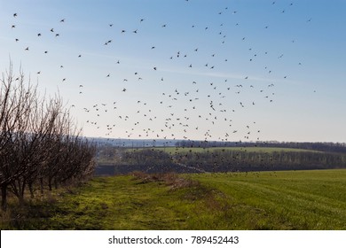Flocks of birds fly in the spring in the fields and burn the shoots of the crop