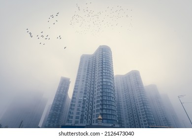 Flocks of birds flying over modern city buildings on a foggy morning urban street. - Powered by Shutterstock