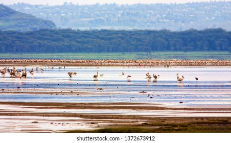 Flocks Of Birds On Lake Nakuru - One Of The Lakes Of The East African Rift Valley. Wild Nature. Kenya.