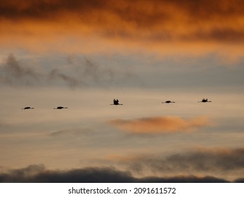 Flocks of cranes in the sunset (Gallocanta, Spain)