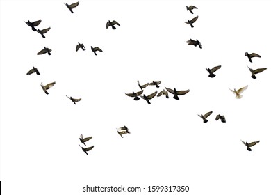 Flocks Flying Pigeons Isolated On White Stock Photo 1599317350 ...