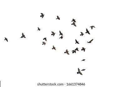 Flocks of flying pigeons isolated on white background. Save with clipping path. - Shutterstock ID 1661374846