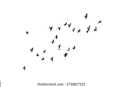 Flocks of flying pigeons isolated on white background. Save with clipping path. - Shutterstock ID 1710827125
