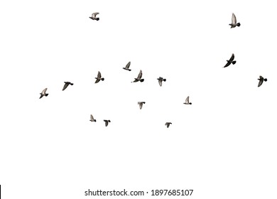 Flocks of flying pigeons isolated on white background. Clipping path.  - Shutterstock ID 1897685107