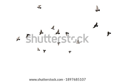 Flocks of flying pigeons isolated on white background. Clipping path. 