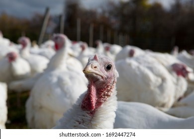 Flocks Of Free Range Turkeys