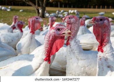 Flocks Of Free Range Turkeys