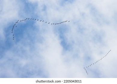 Flocks Of Migratory Birds Fly Across The Sky. Seasonal Geese Migration. View Of Flying Birds From The Bottom Up. Wild Geese (Anser) In Their Natural Habitat. V-shaped Flight Formation.