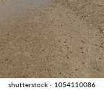 Flocks of sand fiddler crabs (uca pugilator) emerging out of a sandy beach in Langue de Barbarie National Park, Senegal