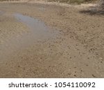 Flocks of sand fiddler crabs (uca pugilator) emerging out of a sandy beach in Langue de Barbarie National Park, Senegal