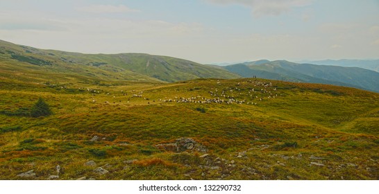 Flocks of sheep in the mountains
