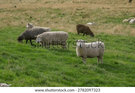Flocks of sheep on the fields along the Otago Vine, Dunedin, South Island of New Zealand