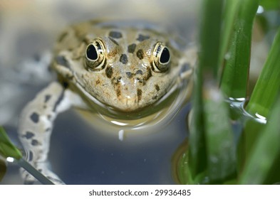 Flog close-up floating in pond.