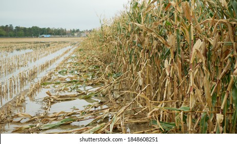 Flood Corn Mold Blight Maize Yellow Ears Plants Field Damaged Flooded Water Mud Plantation Damage Catastrophe Crops Harvest Mildew Ear Zea Mays Green Disaster Calamity Losses Fall Autumn, Spill River