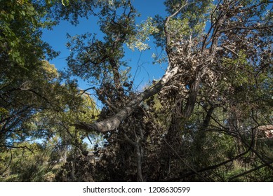 Flood Debris With Broken Tree Limb High In The Trees