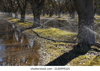 Flood and Fan Jet Irrigation in Almond Orchard
