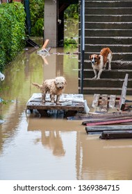 Flood / Hurricane  Aftermath Dog In Flooded Yards Animals Seeking Shelter Form The Water