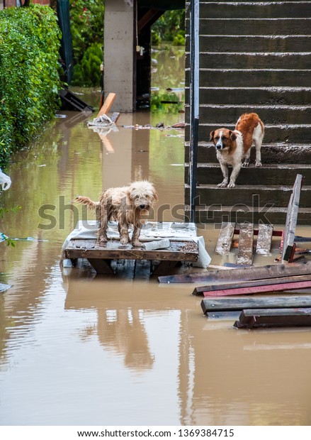 洪水 ハリケーン後の犬が水没した動物の群れに群がり 水から避難する の写真素材 今すぐ編集