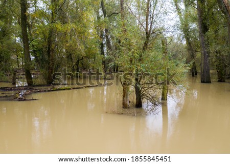 Flood inside forest with dirty water standing still. Green trees growing from water in riparian zone, Slovakia, Europe. Inundation area during period of rains.