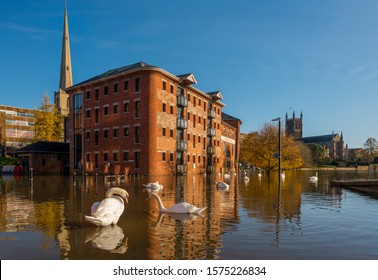 Flood And Swans By Worcester Bridge Worcestershire UK