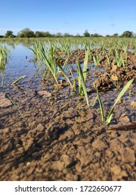 Flood water on UK farmland. Damaged crops and land caused by seasonal weather. New growth submerged in rain water after summer storm.