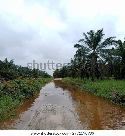 Flooded access road passing through a lush palm oil plantation. The road is completely submerged in water after heavy rain, hindering plantation activities