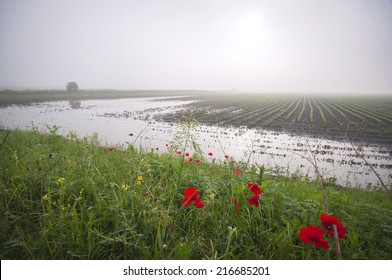 Flooded agricultural land and red poppies