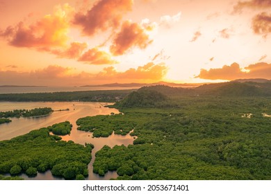 Flooded Amazonian Rainforest In Negro River At Sunset Time, Amazonas, Brazil