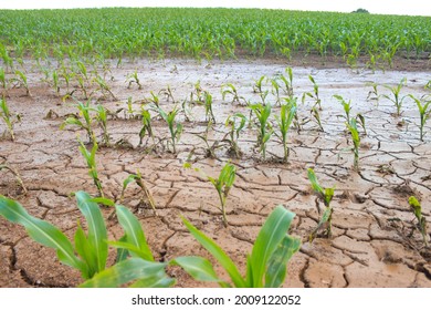 Flooded corn field after heavy rains and storms in summer. Difficulties and losses in agriculture due to global warming and climate change. Yield reduction and maintenance. Poor harvest.