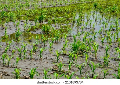 Flooded Corn Field After Heavy Rains Stock Photo 2101893784 | Shutterstock