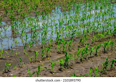 Flooded Corn Field After Heavy Rains Stock Photo 2101893790 | Shutterstock