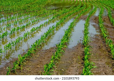 Flooded corn field after heavy rains and storms in summer. Difficulties and losses in agriculture due to global warming and climate change. Yield reduction and maintenance. Poor harvest.