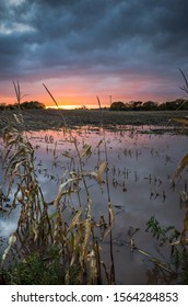 Flooded Corn Field Landscape At Dusk.