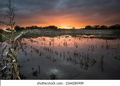 Flooded Corn Field Landscape At Dusk.