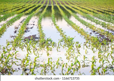 Flooded Cornfield In The Midwestern United States