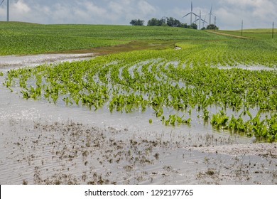 6,226 Corn field rain Images, Stock Photos & Vectors | Shutterstock