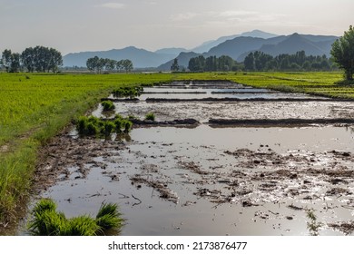 Flooded fields ready to transplant rice seedlings in Pakistan