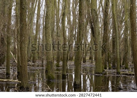 Flooded Forest of bare trees with reflections 