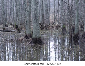 Flooded forest with reflection of bare tree trunks in wwater